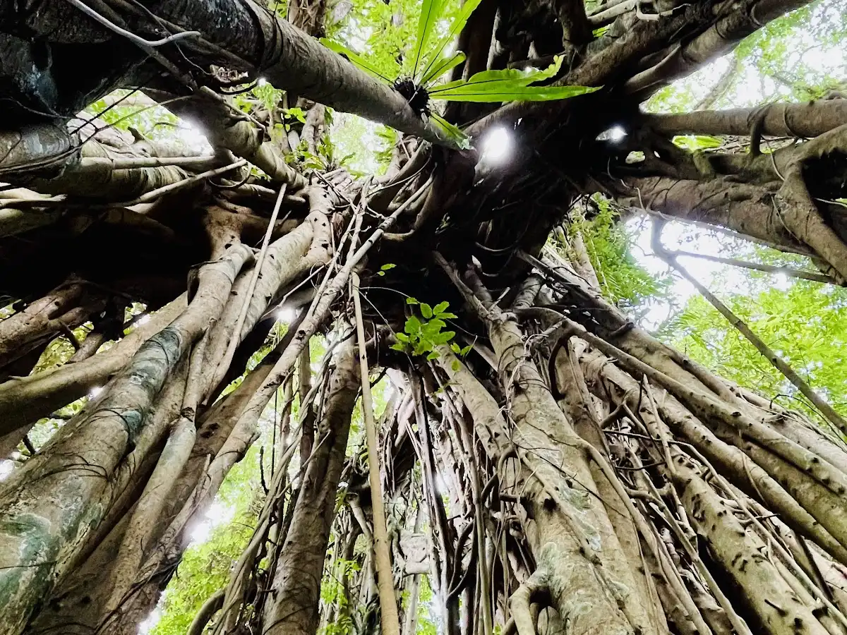 vanuatu-hike-loru-rainforest-trek