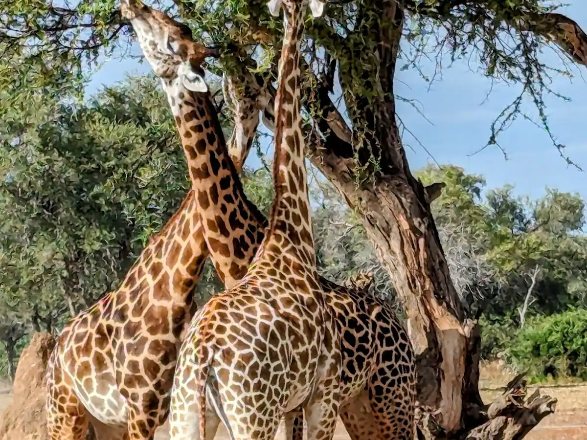 zambia-national-park-south-luangwa-national-park
