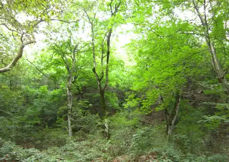 Shikahogh State Reserve