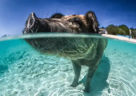 Pig Beach