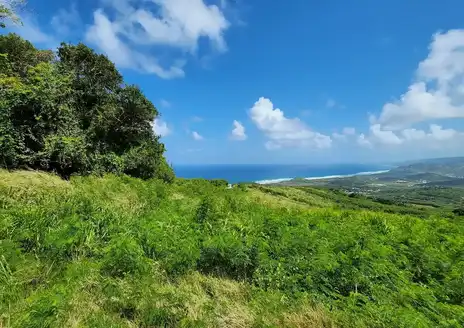 Cherry Tree Hill