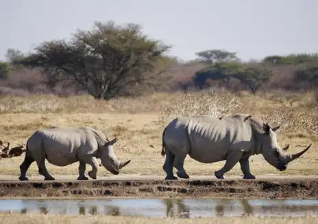 Khama Rhino Sanctuary Game Drives