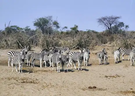 Makgadikgadi Salt Pan Quad-Bike & Meerkat Excursions