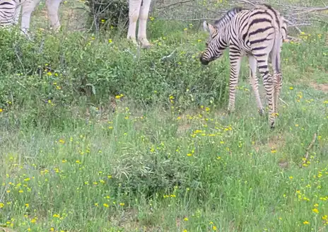 Mokolodi Nature Reserve Wildlife Experiences