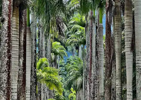 Rio de Janeiro Botanical Garden
