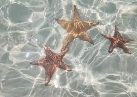 Starfish Point