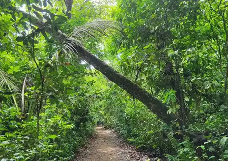 Cahuita