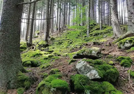 Šumava’s Boubín Forest
