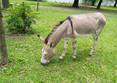 Jardin Zoologique de Kinshasa