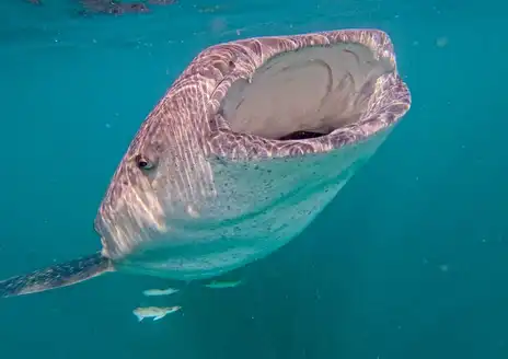 Djibouti Aquarium