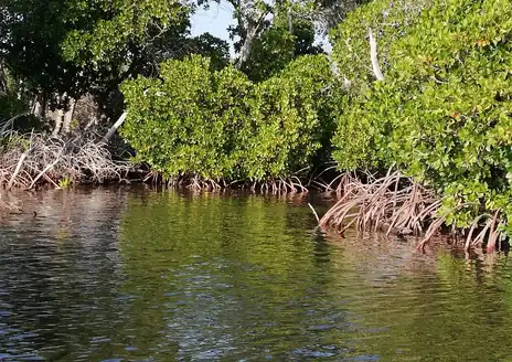 Godoria Mangroves
