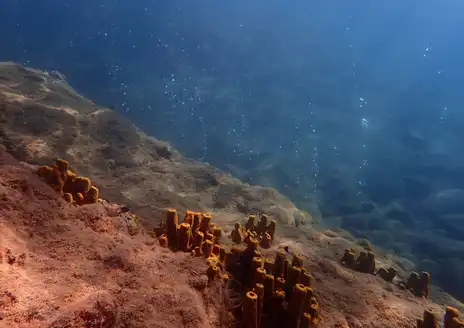 Champagne Reef Snorkeling Area
