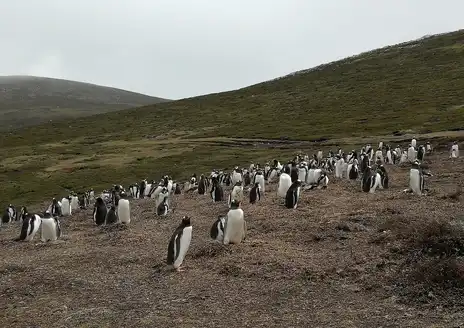 Carcass Island