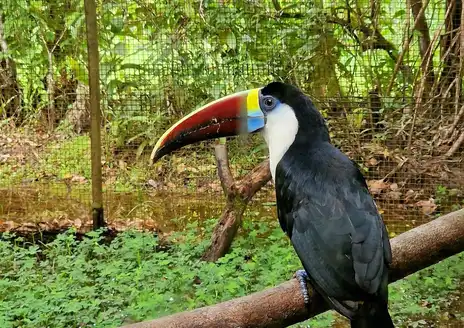 Zoo de Guyane
