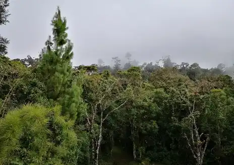 Sierra de las Minas Biosphere Reserve