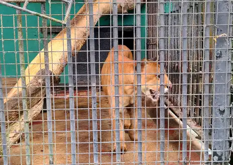 Guyana Zoo