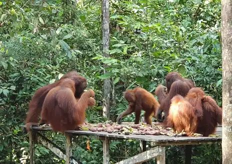 Tanjung Puting