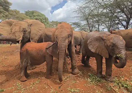 David Sheldrick Wildlife Trust Elephant Nursery