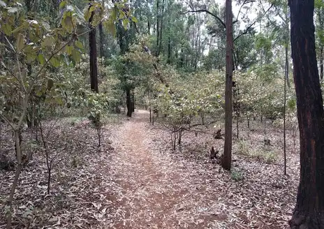 Karura Forest