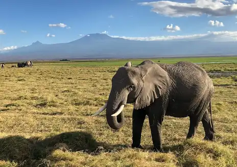 Amboseli