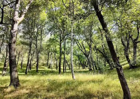 Arslanbob Walnut Forest