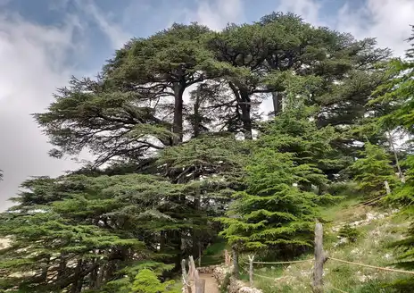 Cedars of God