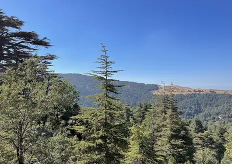 Tannourine Cedars Forest Nature Reserve