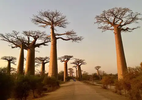 Avenue of the Baobabs