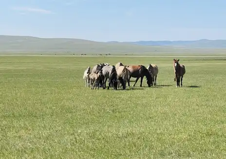 Khentii Mountains