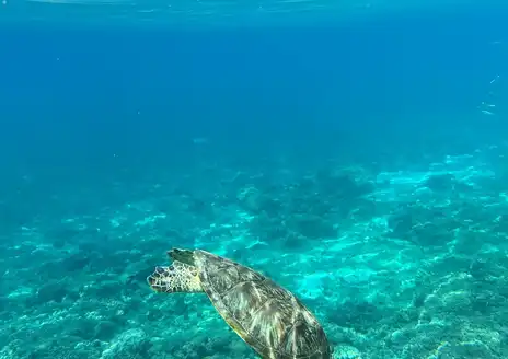 Dimaniyat Islands Nature Reserve