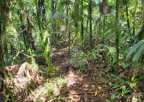Elauesachel Trail