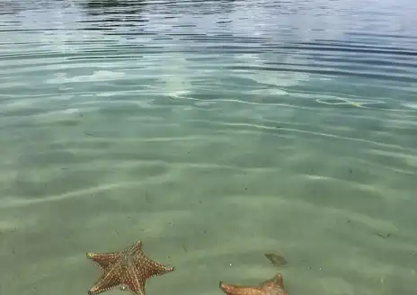 Starfish Beach