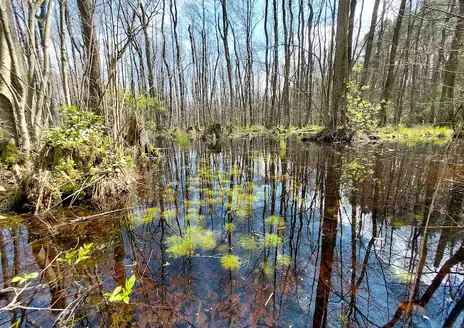 Kampinos