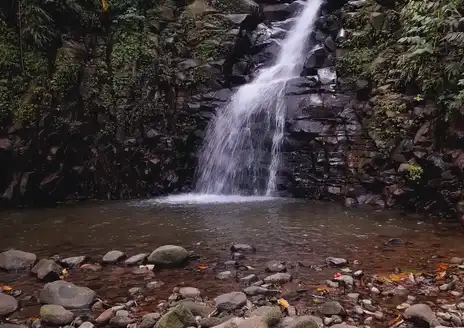 Enbas Saut Rainforest Trail