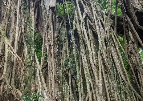 Eua
