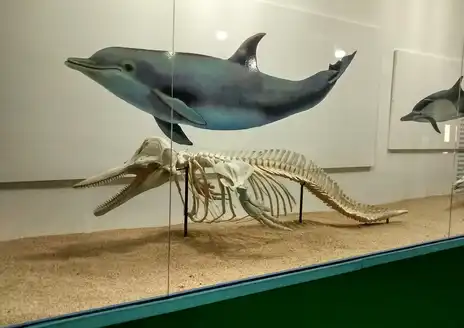 Museo Marino de Margarita