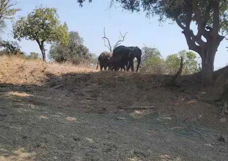 Mfuwe