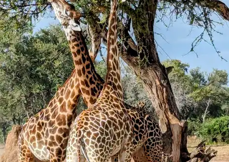 South Luangwa