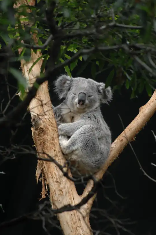 Australia - attraction - Taronga Zoo
