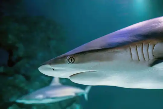 Vancouver Aquarium
