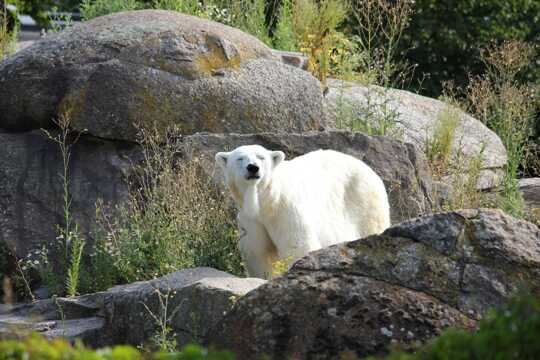 Berlin Zoological Garden