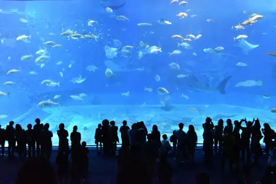 Japan - attraction - Okinawa Churaumi Aquarium