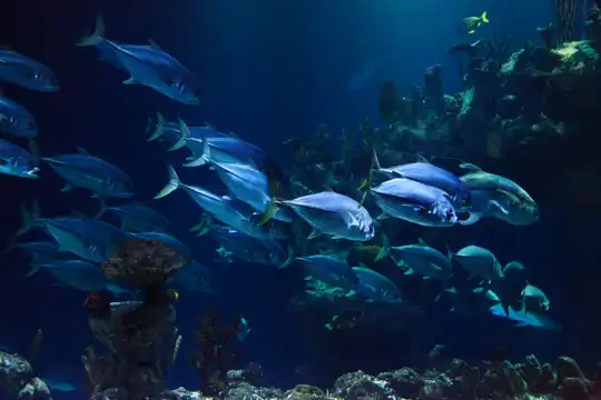 Two Oceans Aquarium