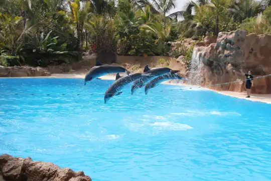 Spain - attraction - Loro Parque