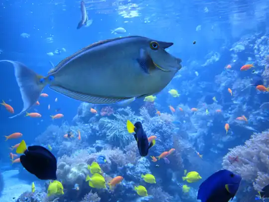 Dubai Aquarium & Underwater Zoo