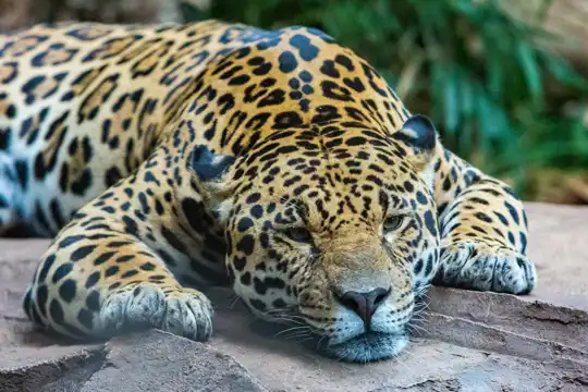 Chester Zoo