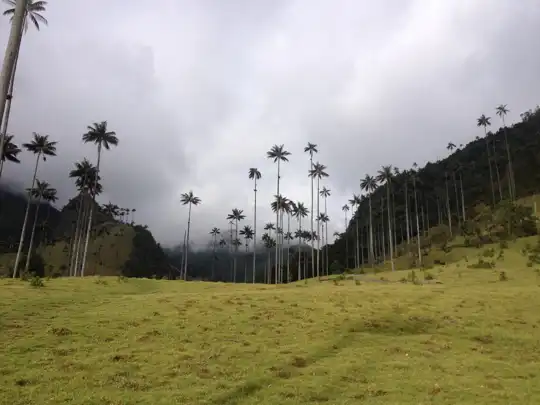 Valle de Cocora