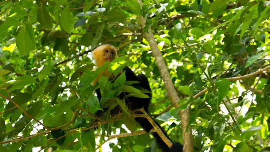 Costa Rica - national park - Manuel Antonio National Park