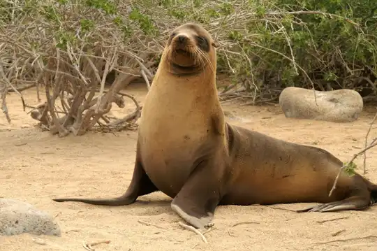 Galapagos