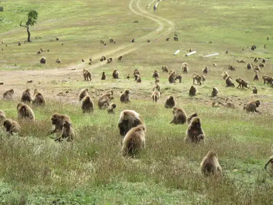 Ethiopia - national park - Simien Mountains National Park